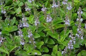 Куплю траву вероніки лікарської- фото № 1