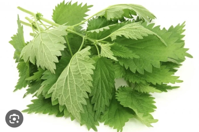 Куплю сирий та сушений лист кропиви- фото № 2