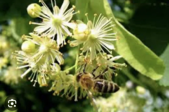 Куплю цвіт липи- фото № 2