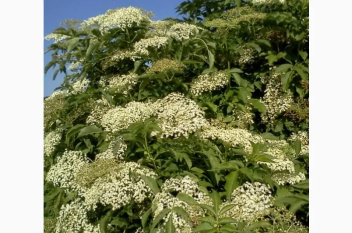 Купуємо цвіт бузини- фото № 2