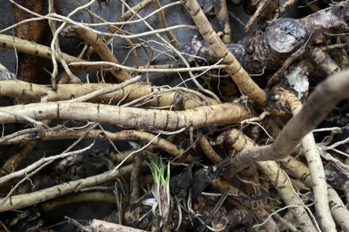 Куплю Корніь Аіру- фото № 1