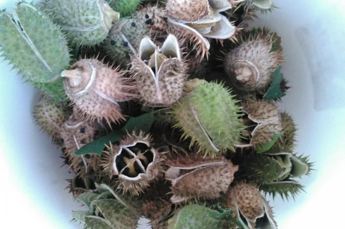 Дурман семена (Datura) в коробочке- фото № 1