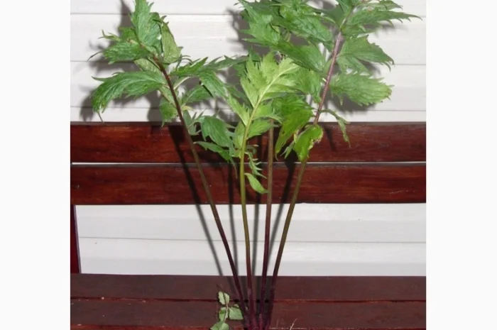 Валериана лекарственная (саженцы)- фото № 1