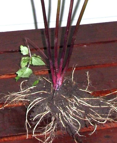 Валериана лекарственная (саженцы)- фото № 2