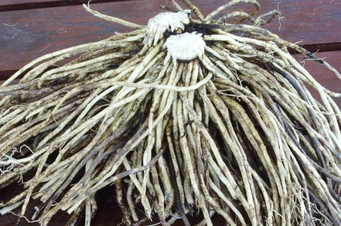 Корень чемерицы (кукольника) сухой- фото № 1