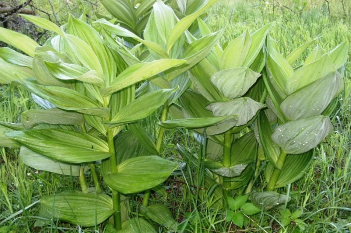 Корень чемерицы (кукольника) сухой- фото № 2