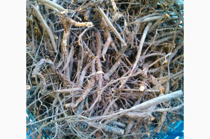 Лапчатка белая - корень- фото № 1