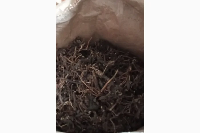 Продам сушений корінь ехінацеі- фото № 1