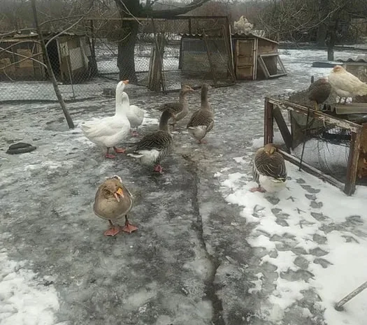 Продам гусей породы Большая серая, живой вес- фото № 1