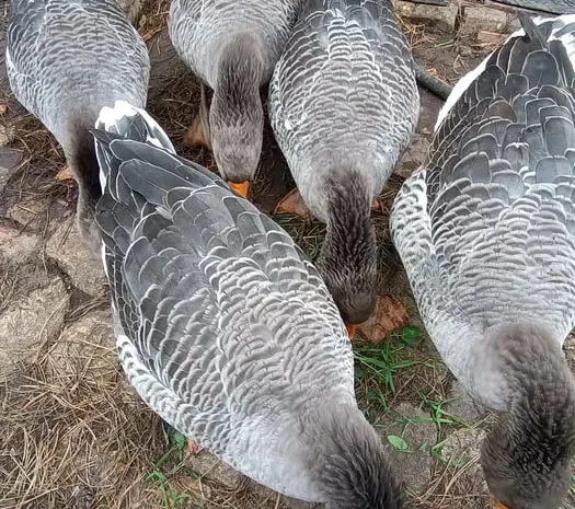 Продажа молодых гусей живым весом, 9 месяцев- фото № 1