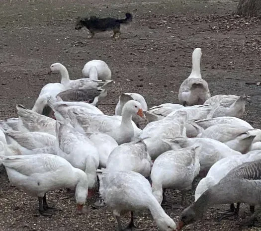 Продаж білих гусей Легард живою вагою та тушками- фото № 1