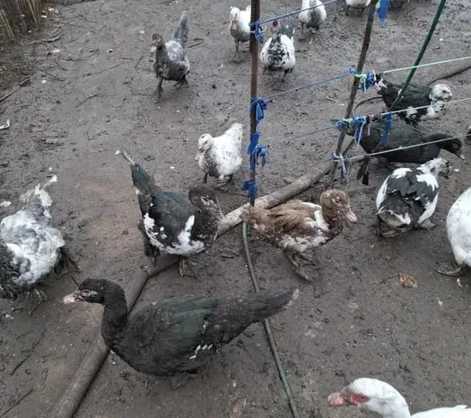 Продажа гусей и уток живым весом или тушкой- фото № 1