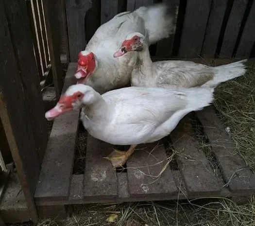 Продажа индоуток и гусей живым весом- фото № 1