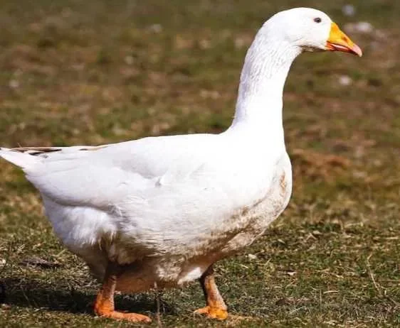 Продаж домашніх гусей живою вагою- фото № 1