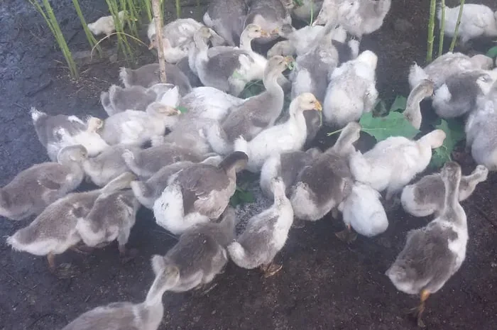 Продажа домашних подрощенных гусей живым весом- фото № 1