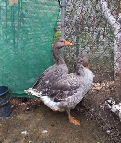 Продажа домашних гусей 6 месяцев живым весом- фото № 1