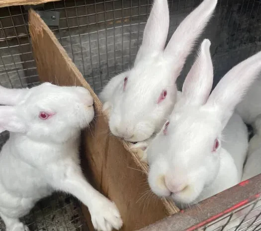 Продажа племенных кроликов живым весом- фото № 1