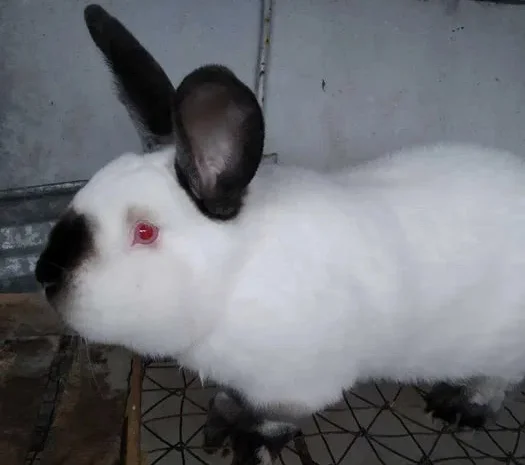 Продажа кроликов калифорнийской породы на мясо- фото № 1