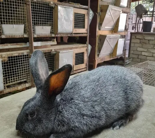 Продажа кроликов разных пород, живой вес- фото № 1
