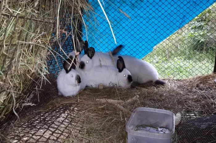 Продажа племенных кроликов на мясо- фото № 1