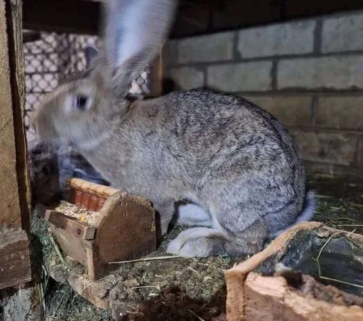 Продажа кроликов великанов, живой вес- фото № 1