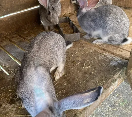 Продажа кроликов шиншилла, живой вес- фото № 1