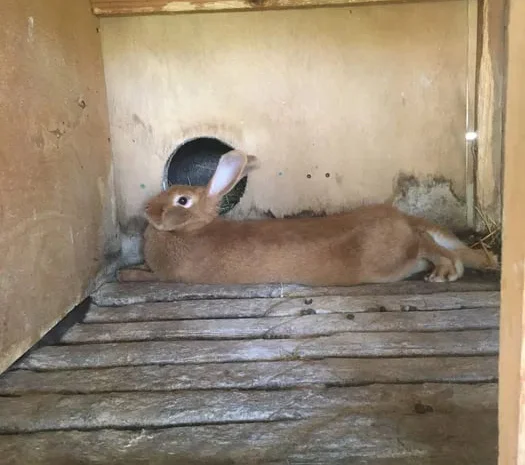 Бургундские крольчата привиты продажа живым весом- фото № 1