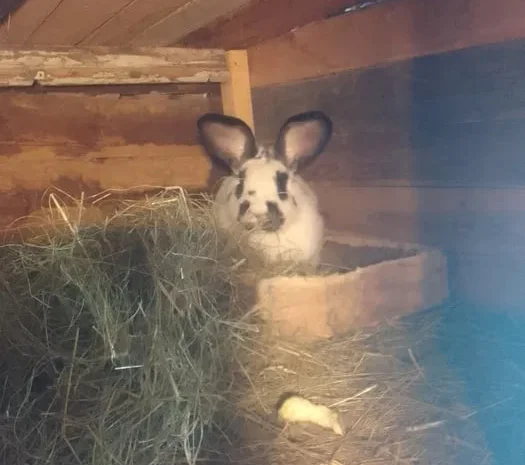 Кролики Белый великан продажа живым весом- фото № 1