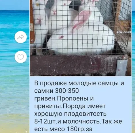 Кролики привиты продажа живым весом и мясом- фото № 1