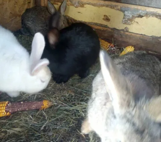 Кролики живым весом и тушки продажа- фото № 1