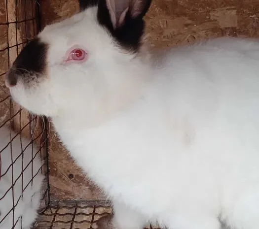 Кролики Калифорния продажа на племя и мясо- фото № 1