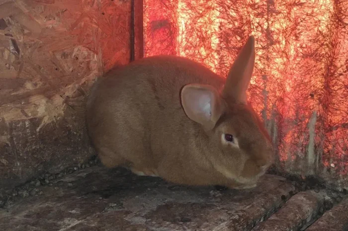 Кролики разных пород продажа живым весом- фото № 1