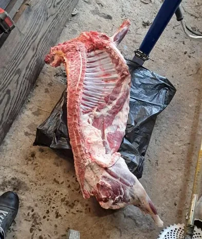 Баранина на продажу: жива вага та тушкою- фото № 1