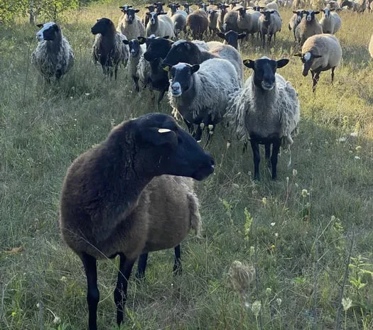 Баранина домашняя продажа тушами и полутушами- фото № 1