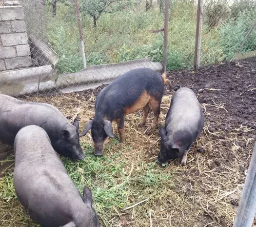 Продажа вьетнамских свиней и леху мангалица- фото № 1