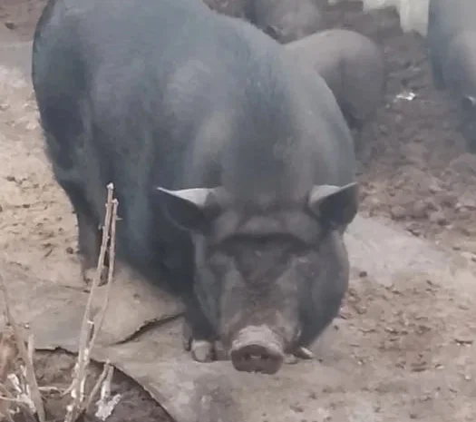 Продажа вьетнамских свиней- фото № 1