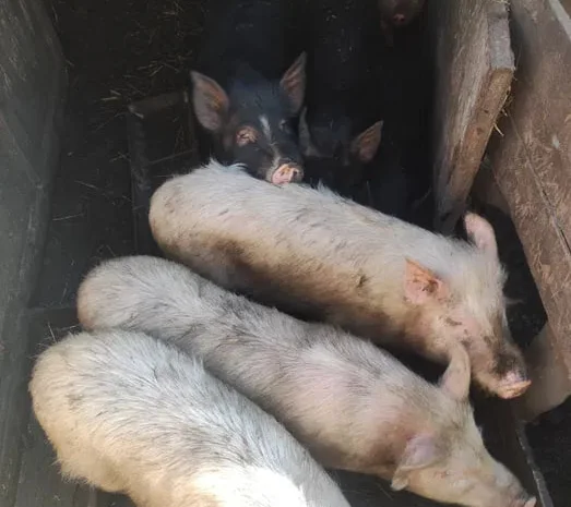 Продажа вьетнамских свиней живым весом по 100 грн- фото № 1