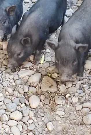 Продаж в’єтнамських поросят 7 тижнів, чистокровні- фото № 1