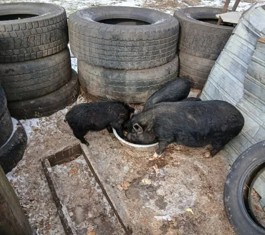 Продажа вьетнамских поросят 2,5 месяца и свиньи- фото № 1