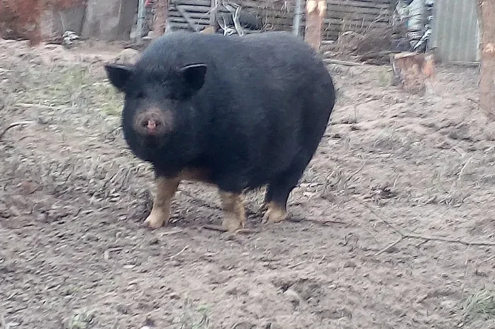 Поросята помесь вьетнамских свиней с мангалом- фото № 1