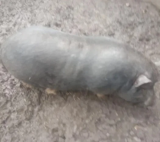 Продажа вьетнамского хряка на племя- фото № 1