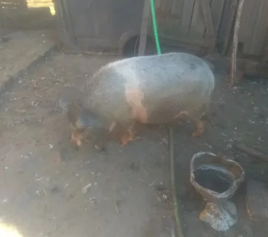 Продажа вьетнамской свиньи 11 месяцев- фото № 1