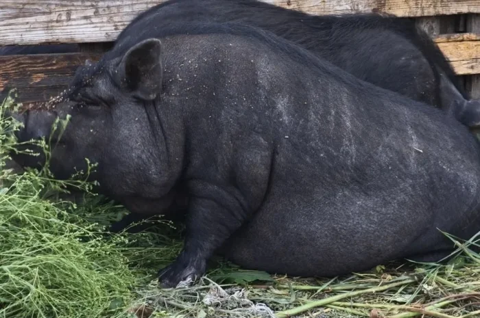 Продажа вьетнамских кабанчиков 4 месяца- фото № 1