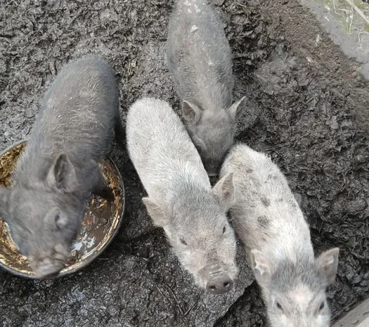 Продажа вьетнамских поросят 3 и 5 месяцев- фото № 1