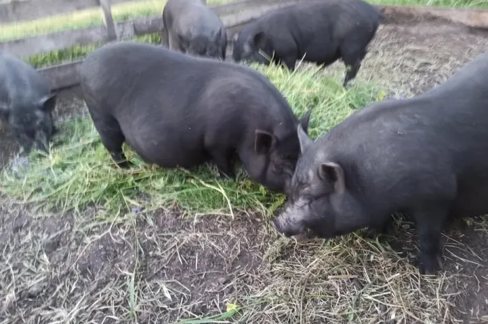 Продажа вьетнамских свиней 7 месяцев- фото № 1