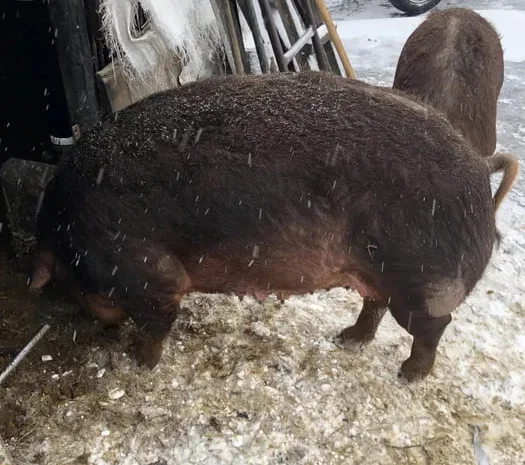 Продаж свині породи Дюрок 250 кг, можливий забій- фото № 1