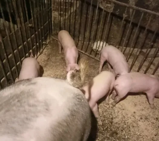 Продаж свиней Ландрас, П’єтрен і Дюрок, є м’ясо- фото № 1