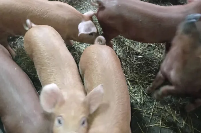 Продаж племінних поросят Петрен і Дюрок 6 тижнів- фото № 1