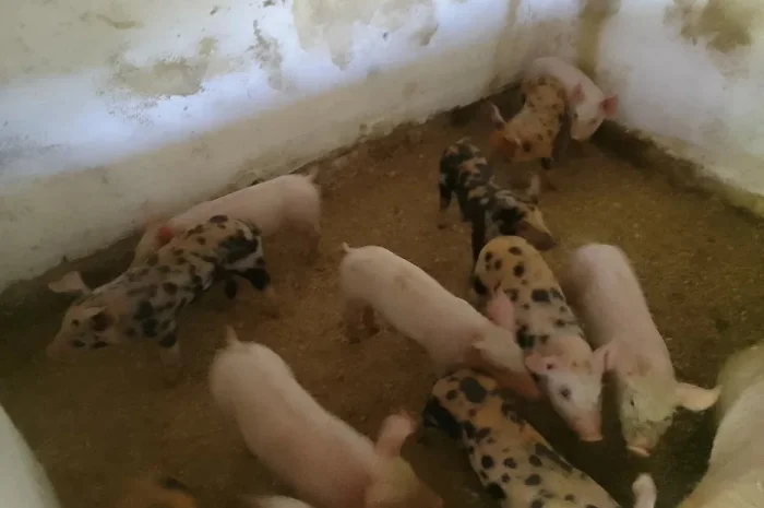 Продаж м’ясних поросят  Ландра Дюрок Петрен- фото № 1