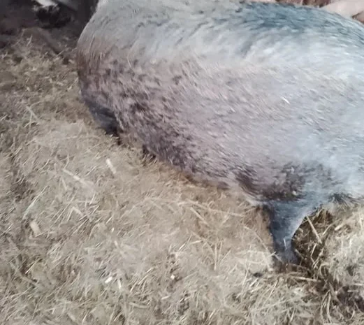 Продаж свині Дюрок мангал вага 240 кг- фото № 1